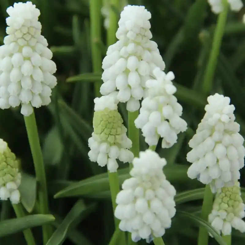 Muscari armeniacum ‘Siberian Tiger‘ - Nieuw product