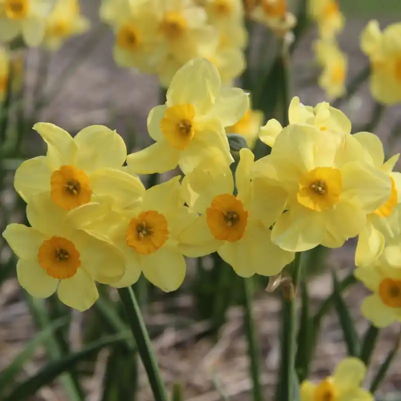 Voordelig - Narcissus ‘Canary Bird‘