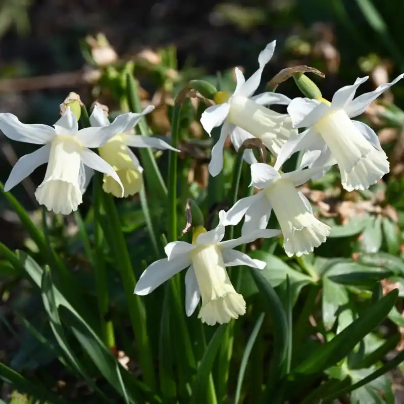 Narcissus ‘Elka‘ - Pak je kans