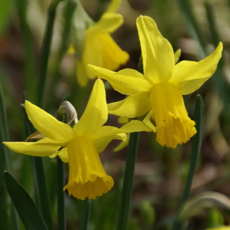 Narcissus ‘February Gold‘ | Veel gevraagd