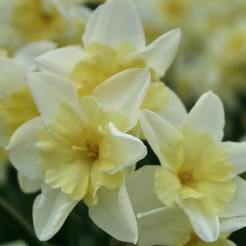 Bespaar meer | Narcissus ‘Prom Dance‘