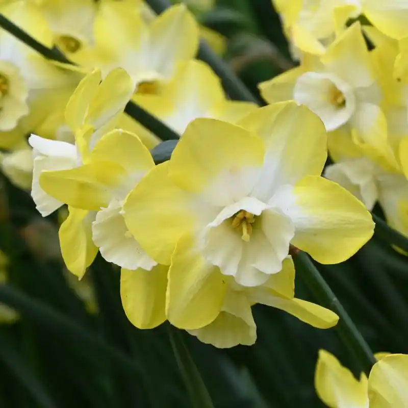 Direct van de fabrikant | Narcissus ‘Regeneration‘