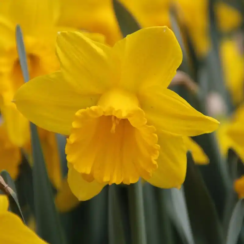 Narcissus ‘Sint Victor‘ - Lage prijs