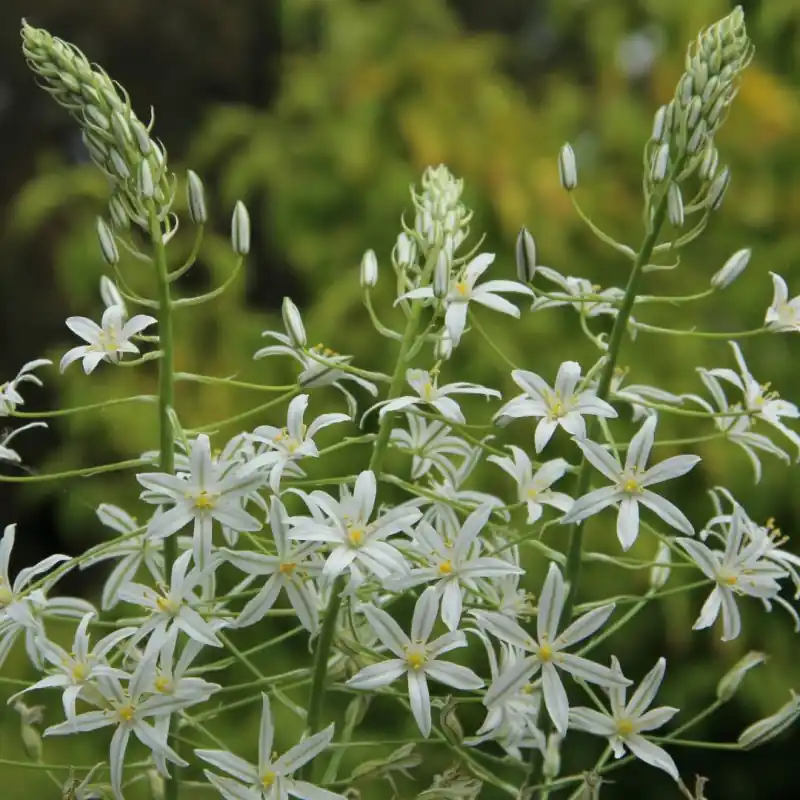 Ornithogalum ponticum ‘Sochi‘ | Beste prijs