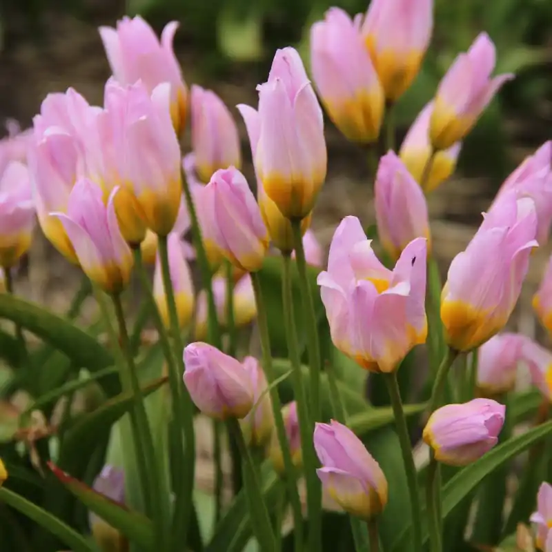 Extra voordeel | Tulipa bakeri ‘Lilac Wonder‘