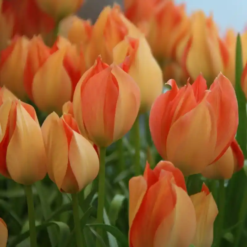 Tulipa batalinii ‘Salmon Gem‘ - Speciale deal