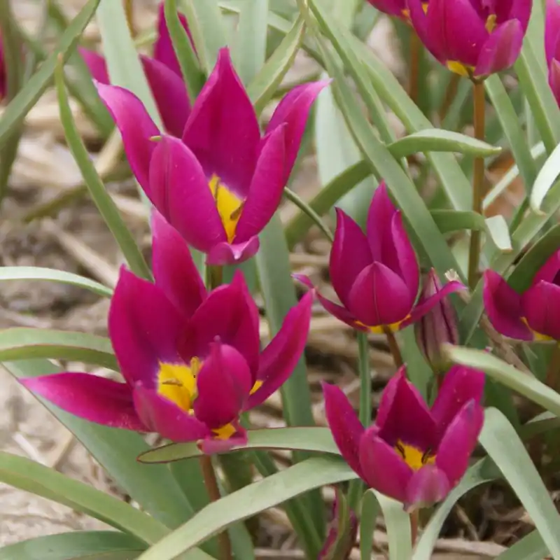 Tulipa humilis ‘Eastern Star‘ | Bestel nu