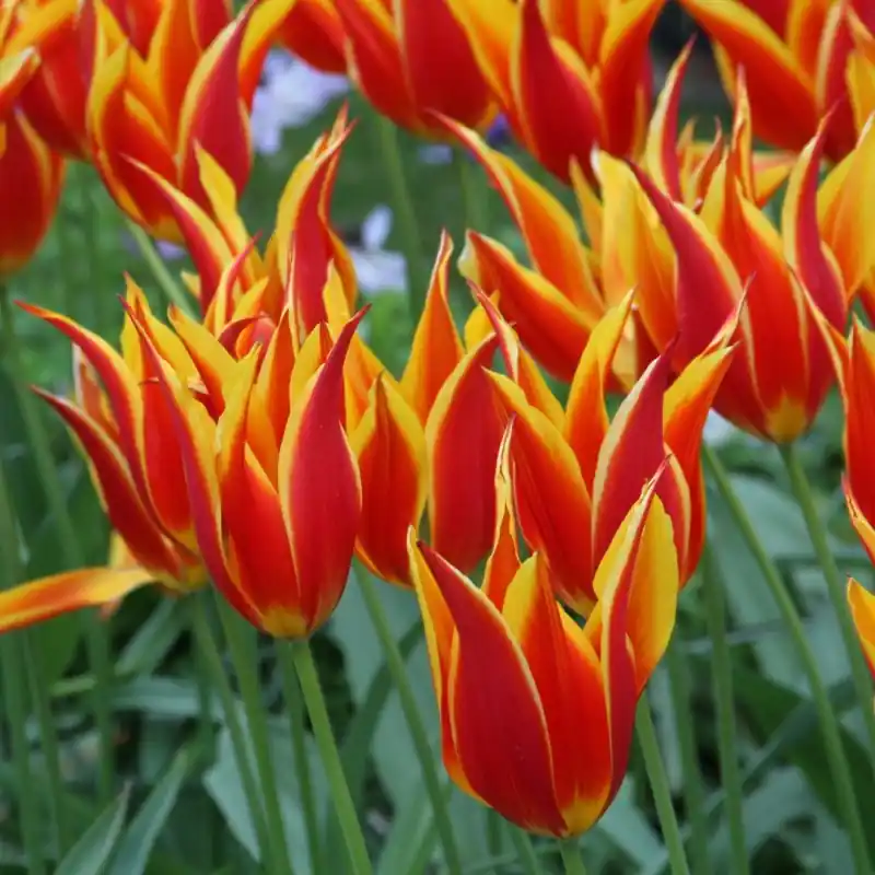 Tulipa ‘Fly Away‘ - Meest verkocht