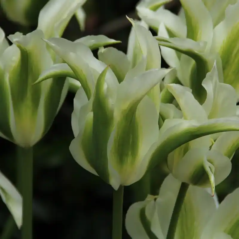 Veilige betaling - Tulipa ‘Greenstar‘