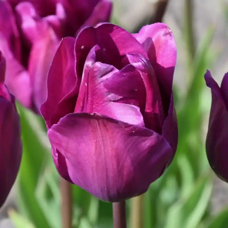 Scherp geprijsd - Tulipa ‘Negrita‘