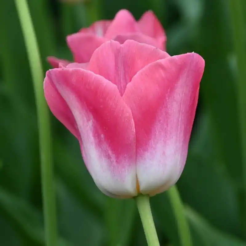 Bestelbaar | Tulipa ‘Dynasty‘
