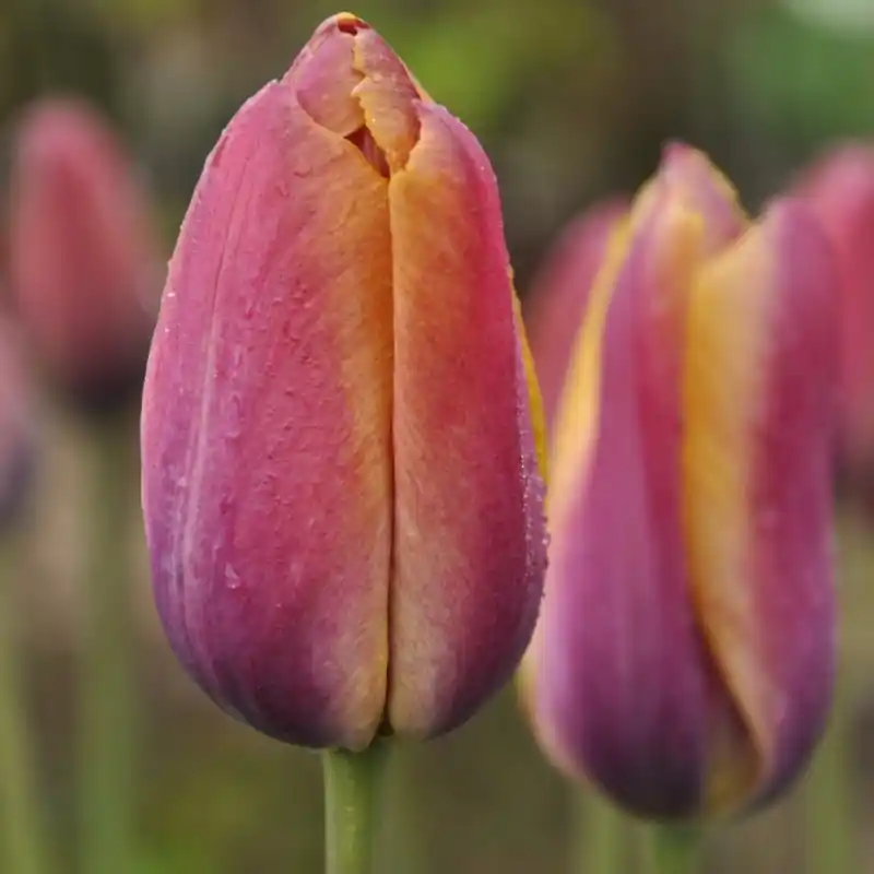 Snelle verzending | Tulipa ‘Je Maintiendrai‘