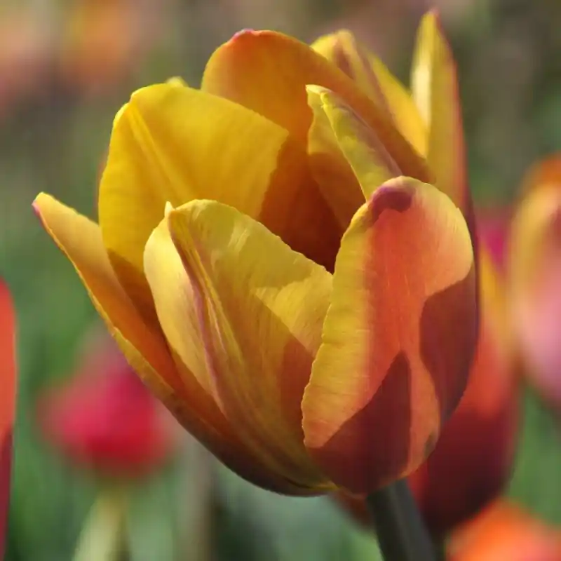 Tulipa ‘Old Times‘ | Professionele kwaliteit