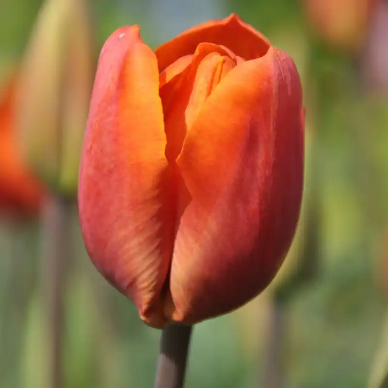 Tulipa ‘Orange Beauty‘ | Laatste stuks