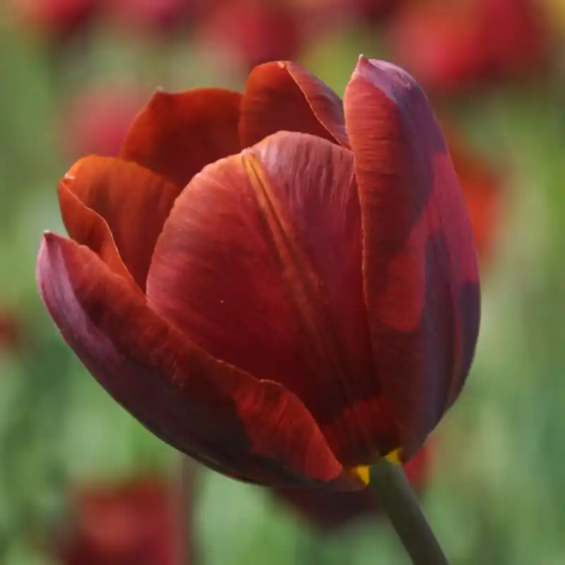 Tulipa ‘Prince of Wales‘ | Premium