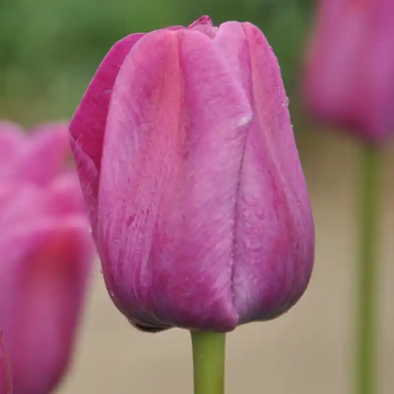 Scherpe prijs - Tulipa ‘Sanspareille‘