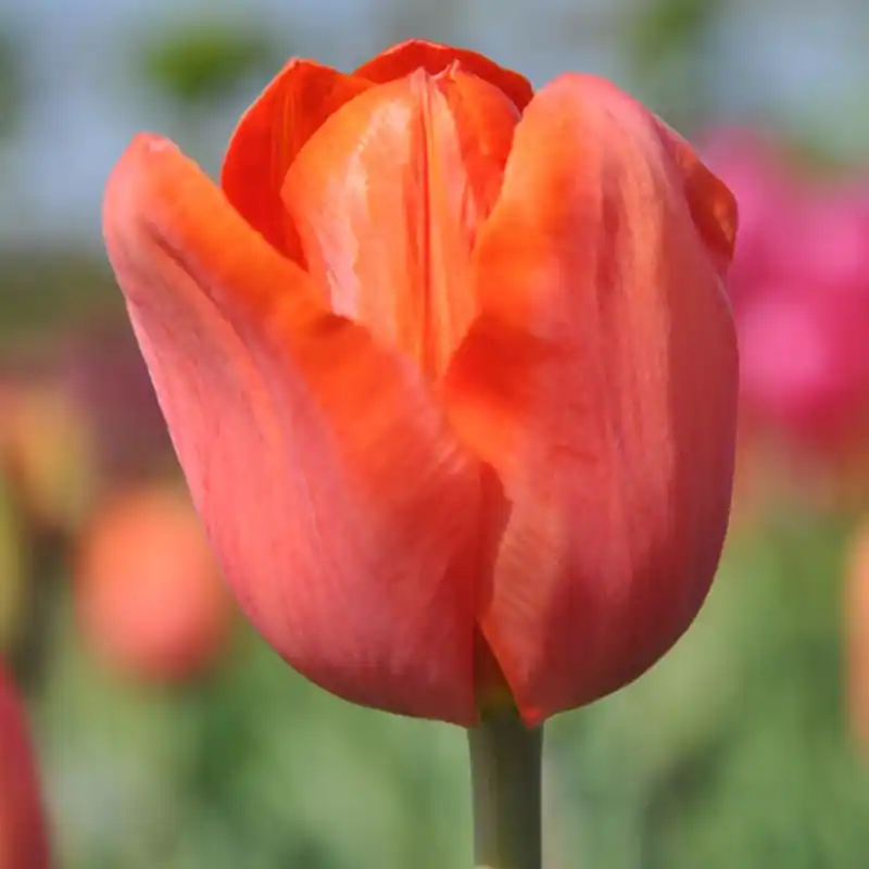 Tulipa ‘Simon Bolivar‘ - Bespaar nu
