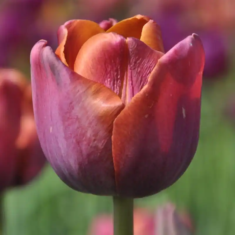 Tulipa ‘Superba‘ - Op voorraad