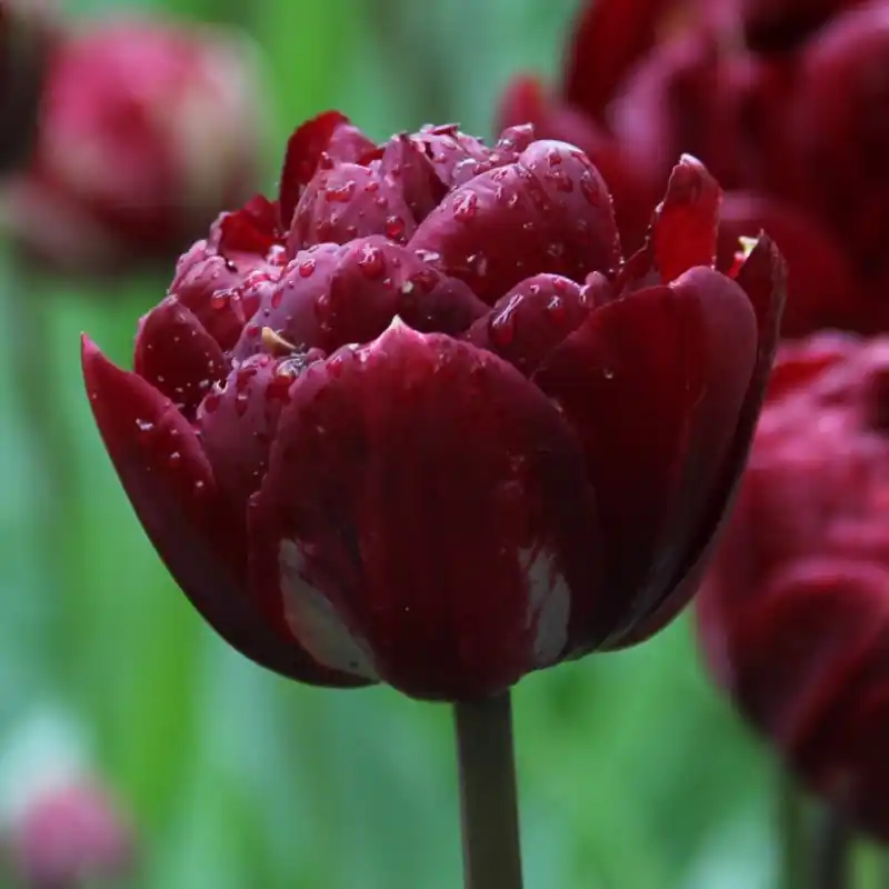 Klantfavoriet | Tulipa ‘Uncle Tom‘