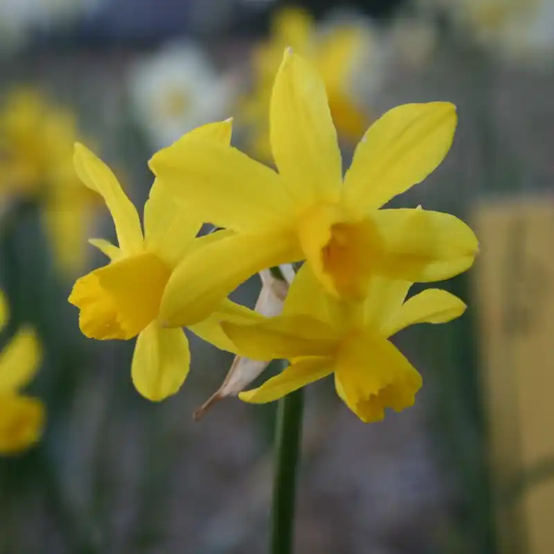 Narcissus ‘Oz‘ - Speciale aanbieding