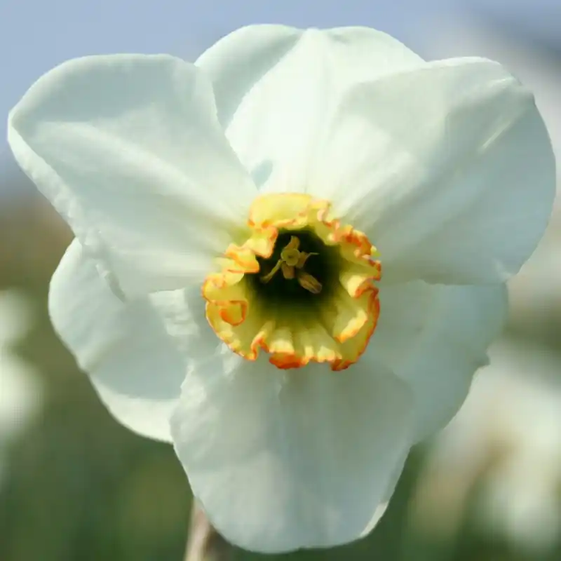 Superprijs - Narcissus ‘Baltic Shore‘