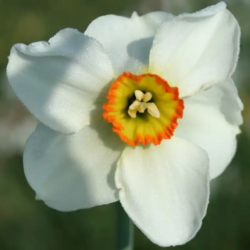 Narcissus ‘Crenver‘ - Tijdelijke actie