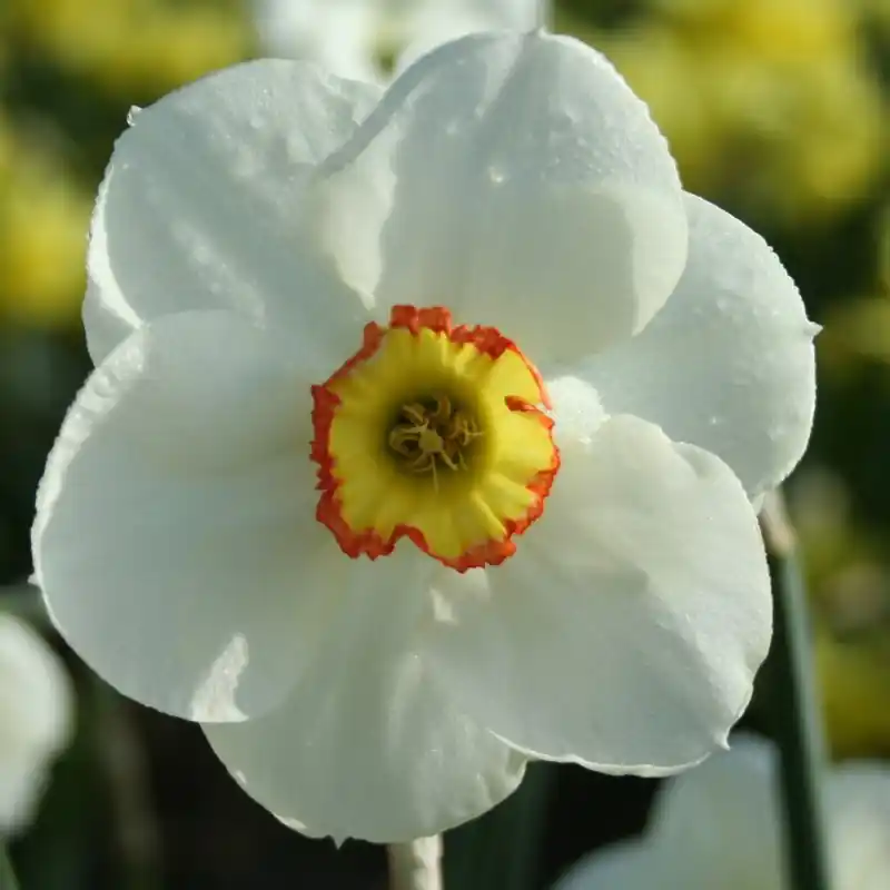 Narcissus ‘Hawk Eye‘ - Hoge kwaliteit