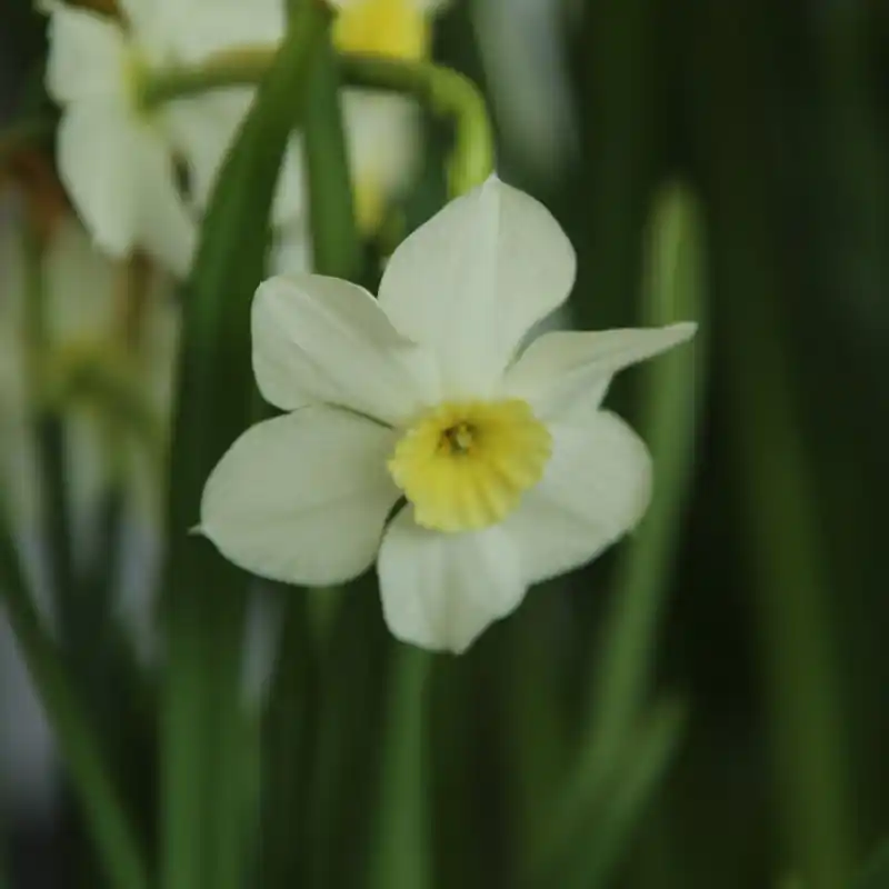 Narcissus ‘Yellow Xit‘ - Online kopen