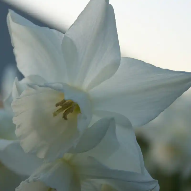 Alleen deze week | Narcissus ‘Arish Mell‘
