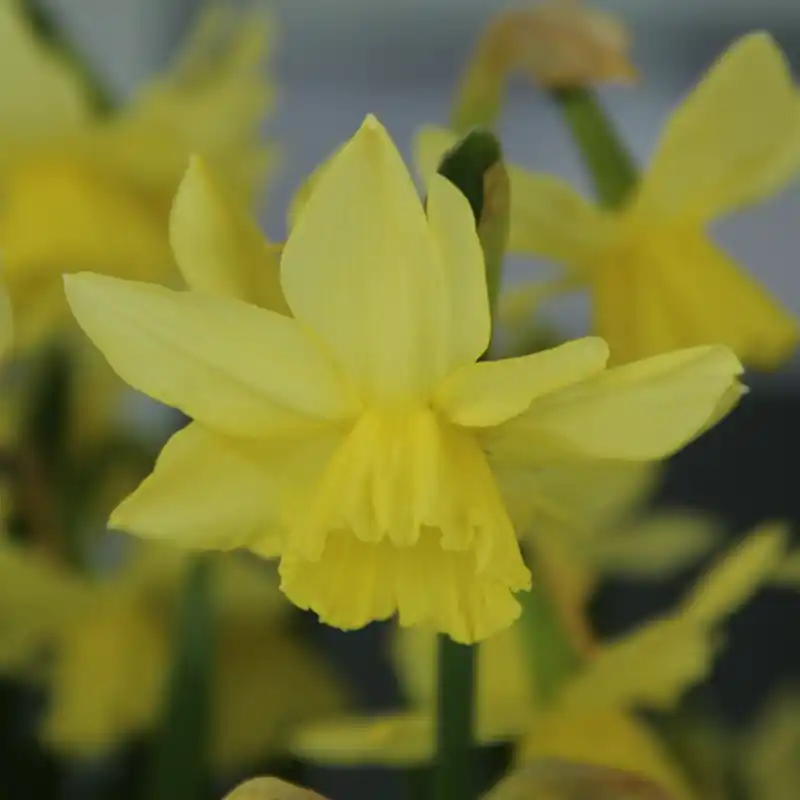 Prijs verlaagd - Narcissus ‘Thoughtful‘