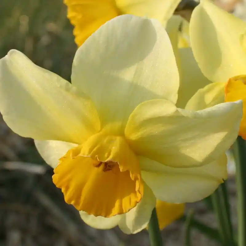 Nieuw in de shop - Narcissus ‘Larkelly‘