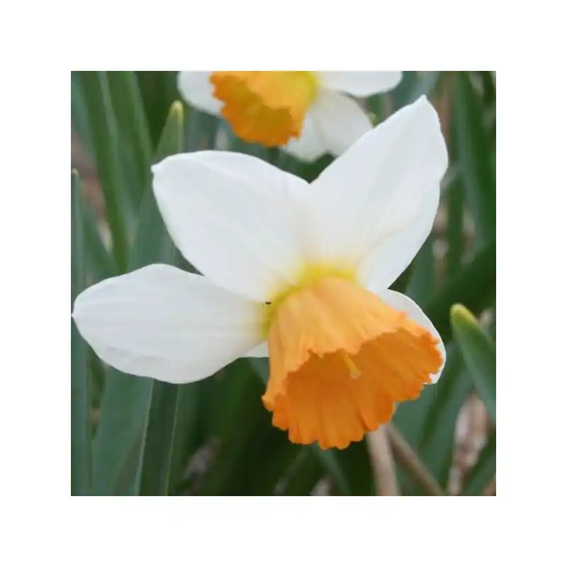 Narcissus ‘Penril‘ - Spoedlevering