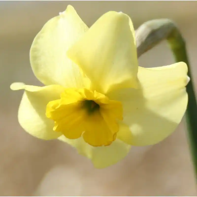 Flitsaanbieding - Narcissus ‘Clare‘