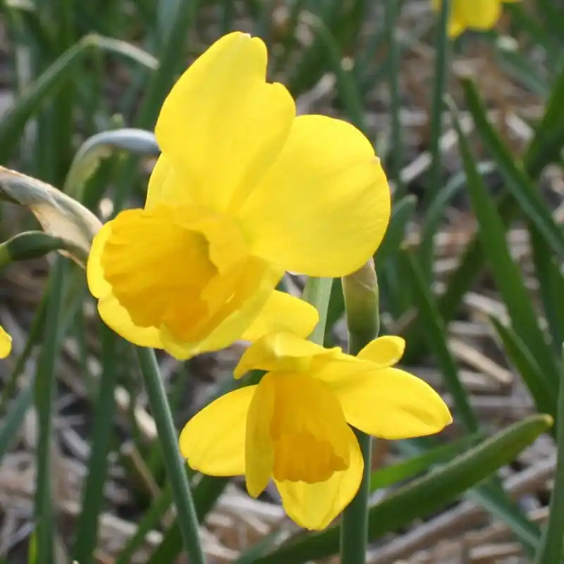 Narcissus ‘Flycatcher‘ - Bespaar nu