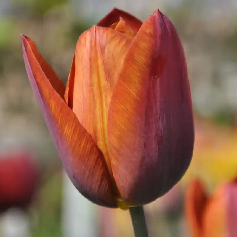 Tulipa ‘Madras‘ - Verlaagde prijs