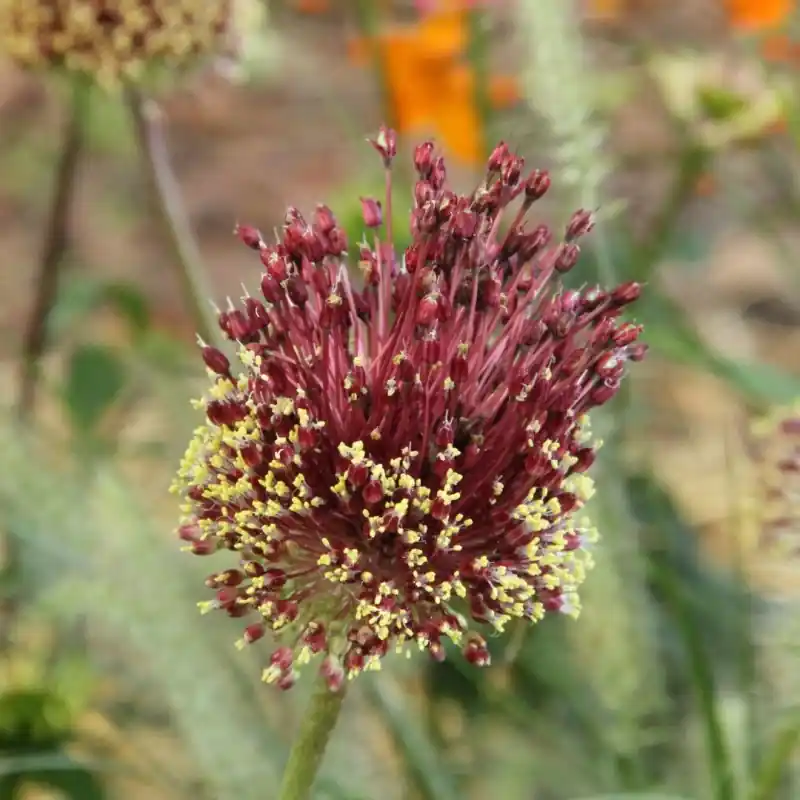 Favoriet van klanten | Allium amethystinum ‘Red Mohican‘
