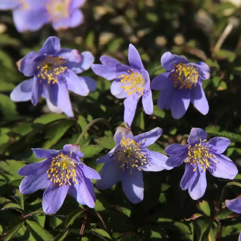 Anemone nemorosa ‘Gerry‘ - Rechtstreeks uit de fabriek