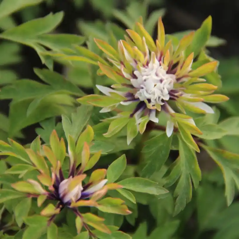 Anemone nemorosa ‘Monstrosa‘ - Actie loopt bijna af