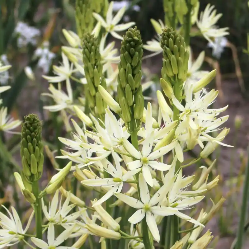 Camassia leichtlinii ‘Sacajawea‘ - Topdeal