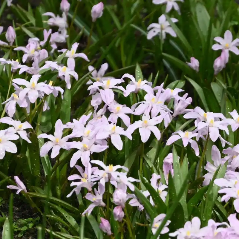 Chionodoxa luciliae ‘Rose Queen‘ | Koopje
