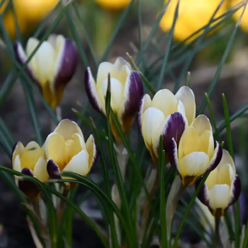 Crocus chrysanthus ‘Herald‘ - Zojuist toegevoegd