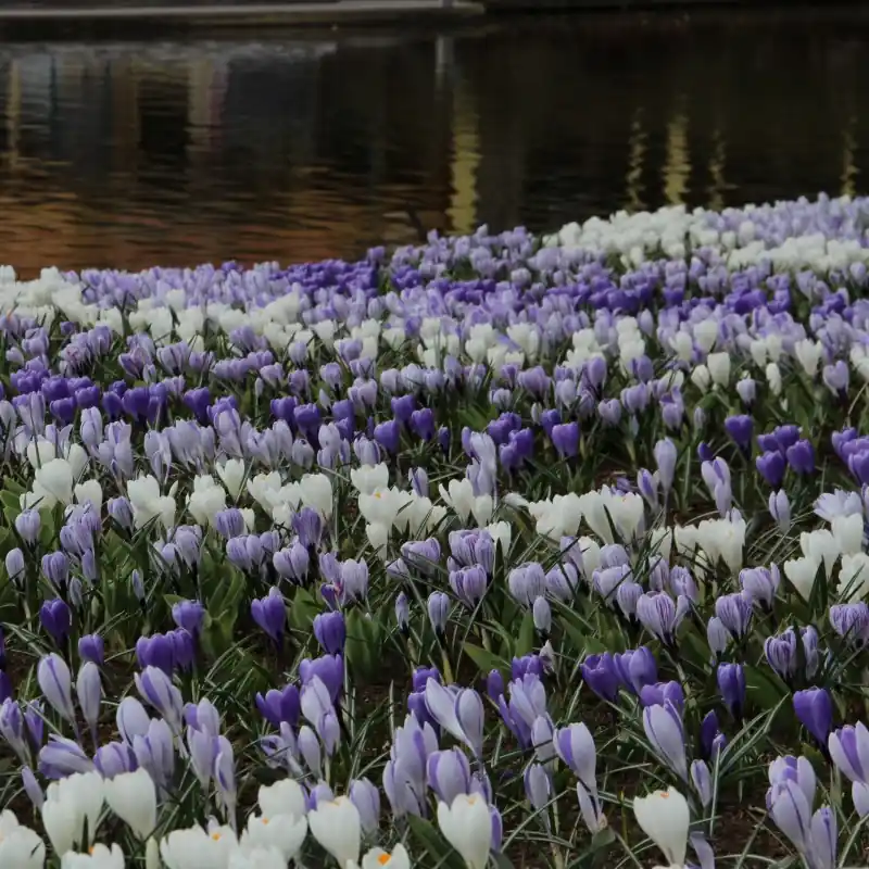 Professionele kwaliteit | Crocus vernus -mengsel in de tinten blauw en wit-