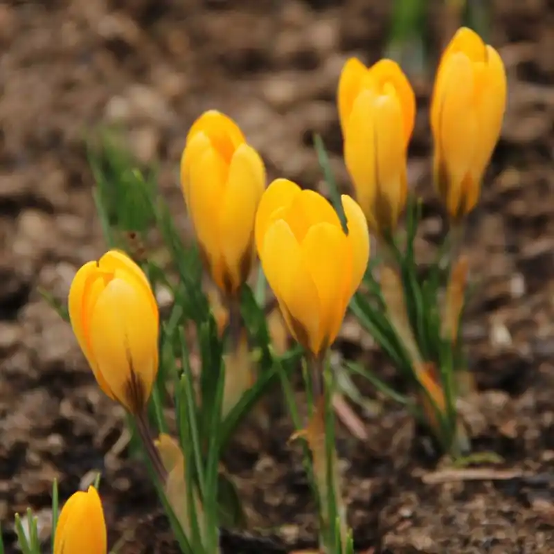 Bestel nu - Crocus flavus ‘Golden Yellow‘