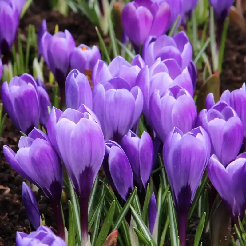 Crocus vernus ‘Grand Maitre‘ | Aanbieding loopt bijna af