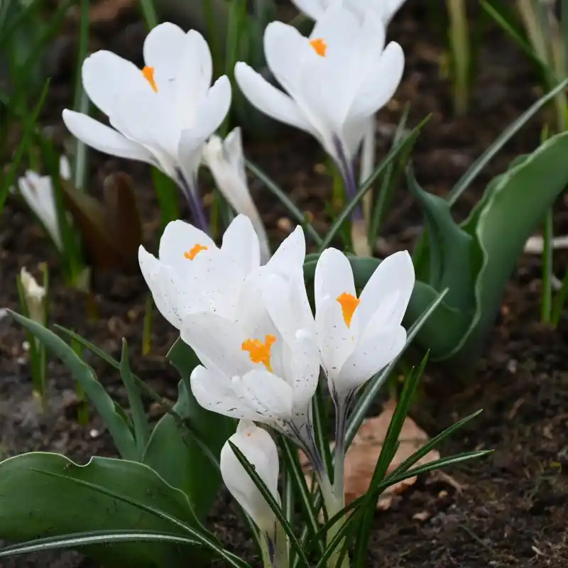 Crocus vernus ‘Jeanne d‘Arc‘ - Scherp geprijsd