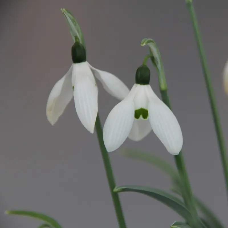 Galanthus ‘Happy New Year‘ - Snelle verzending