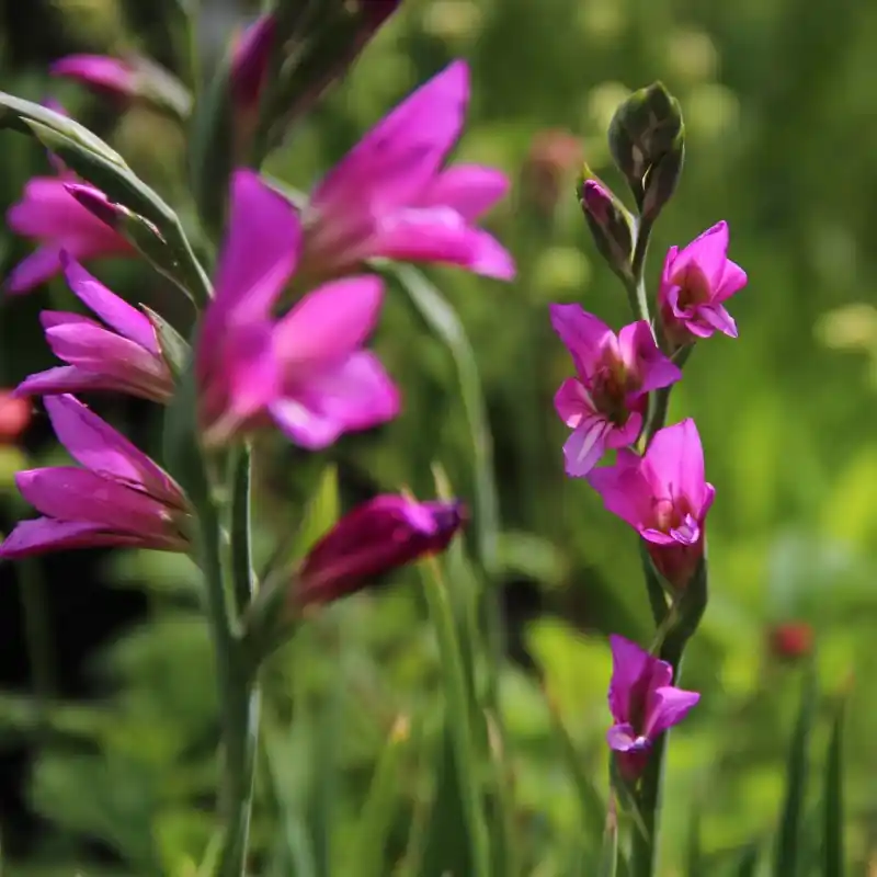 Aanrader | Gladiolus communis subsp. byzantinus