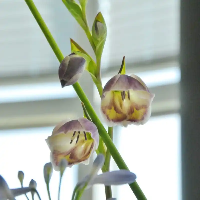 Gladiolus papilio - Expreslevering
