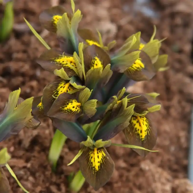 Nog enkele stuks - Iris reticulata ‘Down to Earth‘