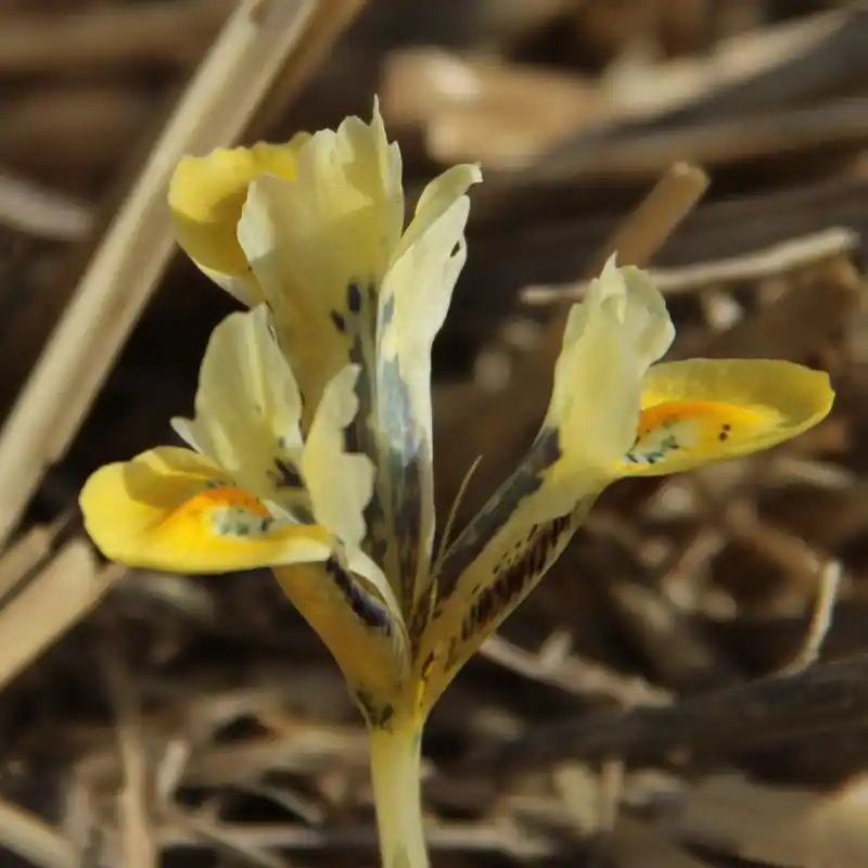 Direct van de fabrikant - Iris reticulata ‘Orange Glow‘